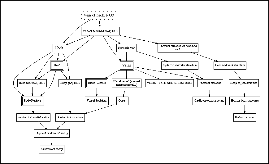 Figure 2 - Graph of the ancestors of 'Vein of neck, NOS'